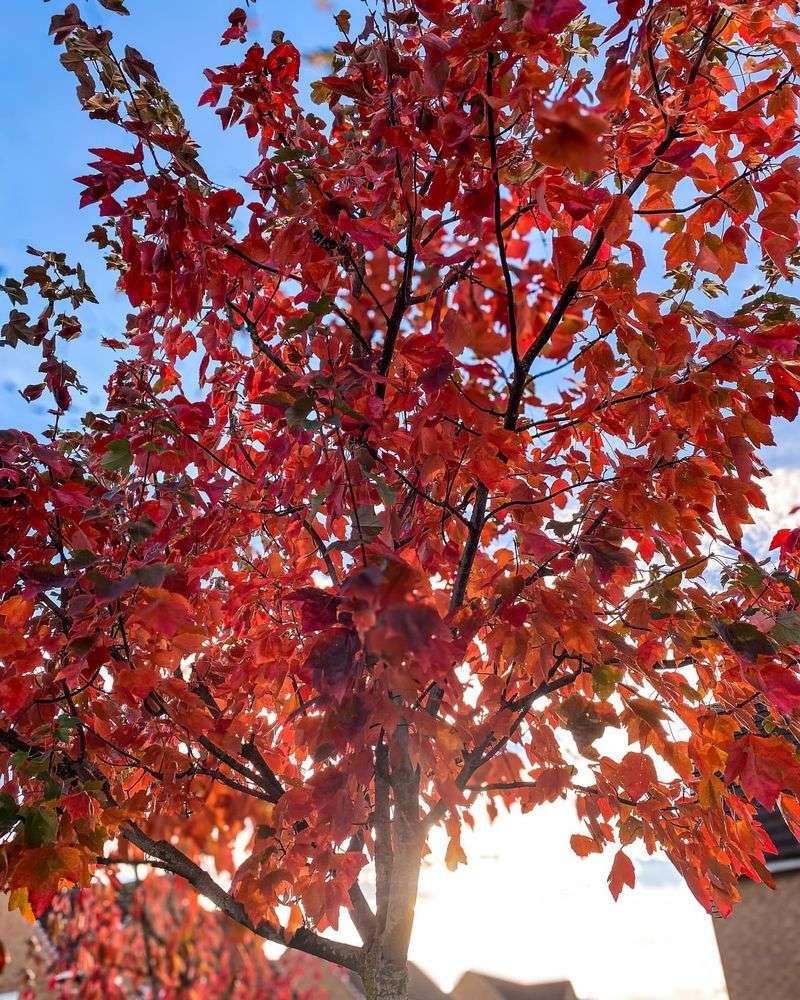 Florida Flame Maple