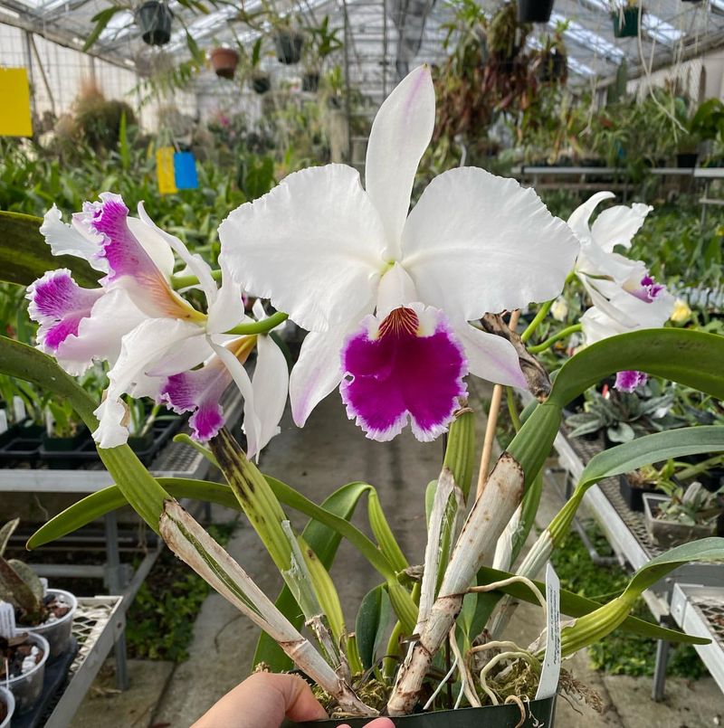 Cattleya Labiata