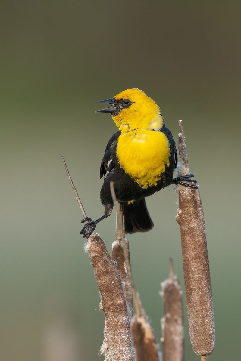 Yellow-headed Blackbird
