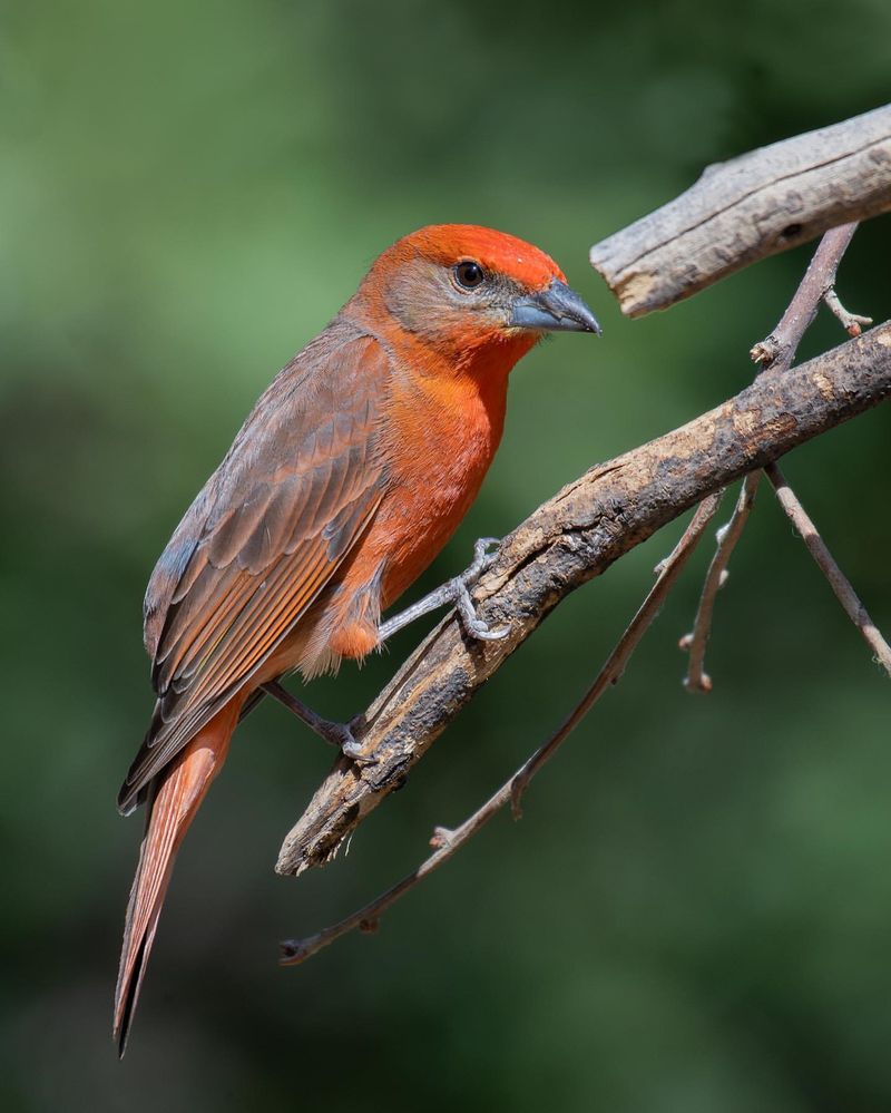 Hepatic Tanager
