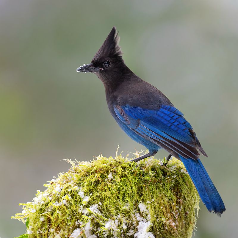 Steller's Jay Flashing Deep Colors