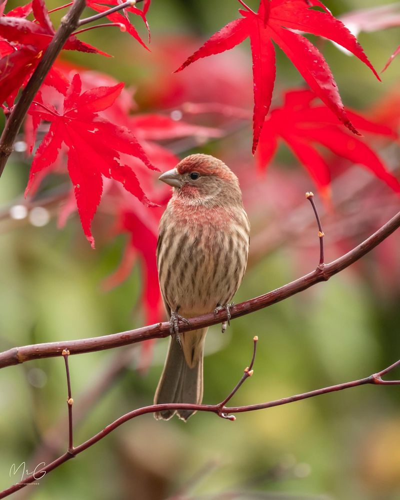House Finch