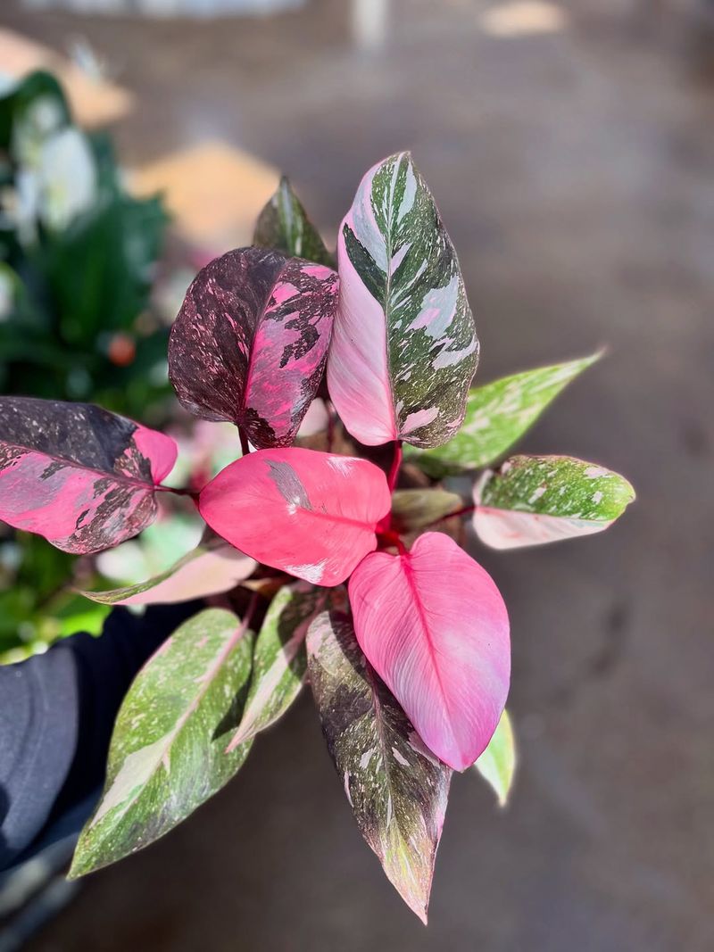 Pink Princess Philodendron