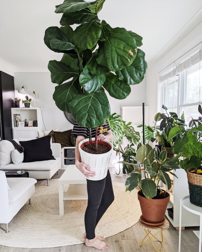 Mature Fiddle Leaf Fig