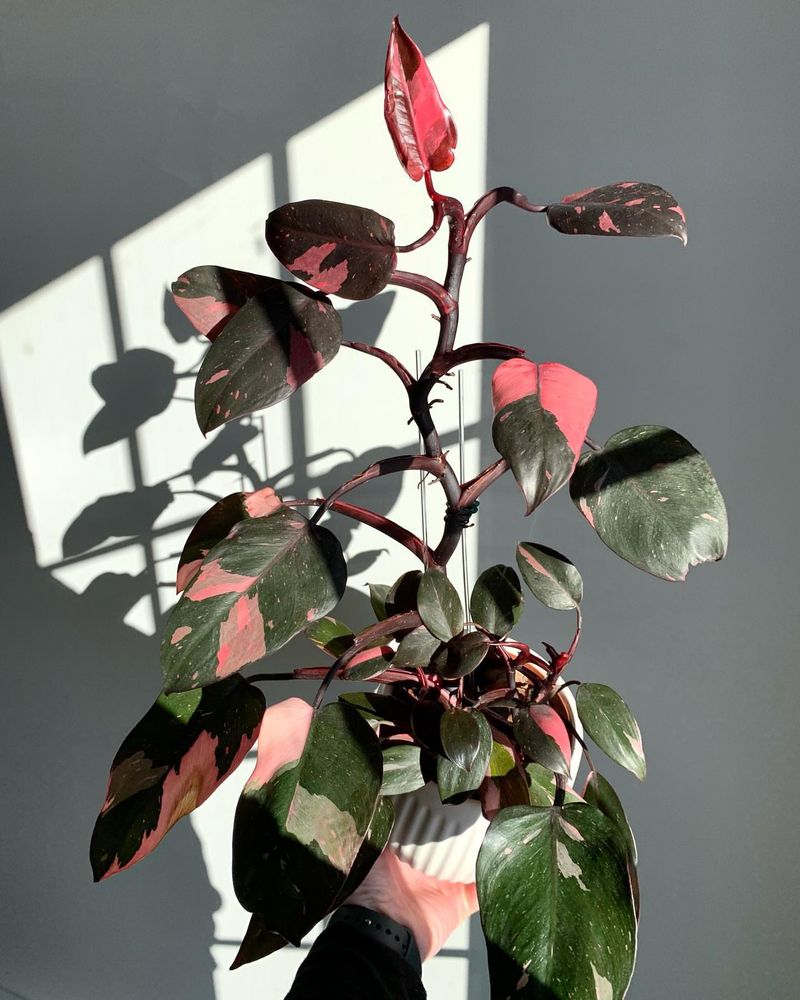 Pink Princess Philodendron: The Rosy Rarity Worth A Royal Ransom