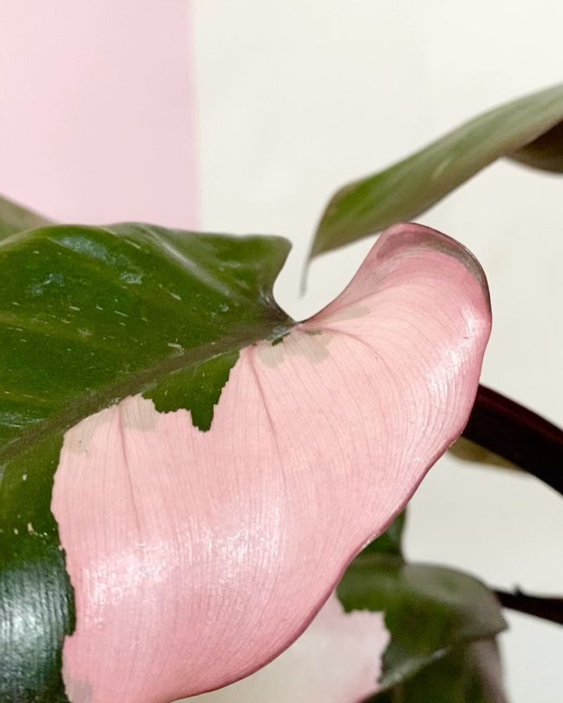 Pink Princess Philodendron: Royalty Among Collectors