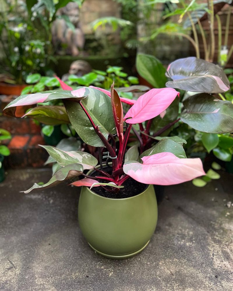 Pink Princess Philodendron