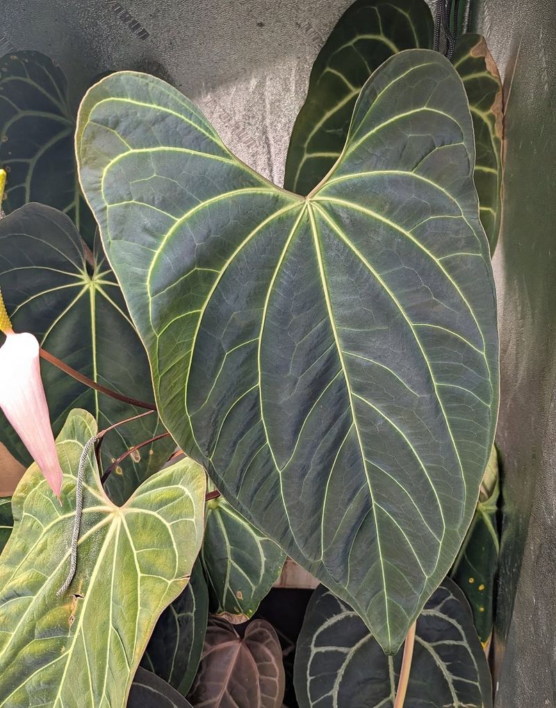 Anthurium Crystallinum 'Mehani': The Velvet-Leafed Treasure
