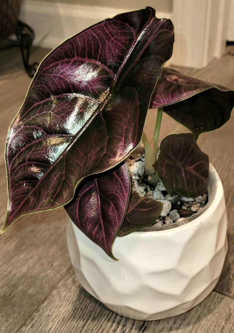 Alocasia Azlanii: The Jewel Alocasia Hidden In Plain Sight