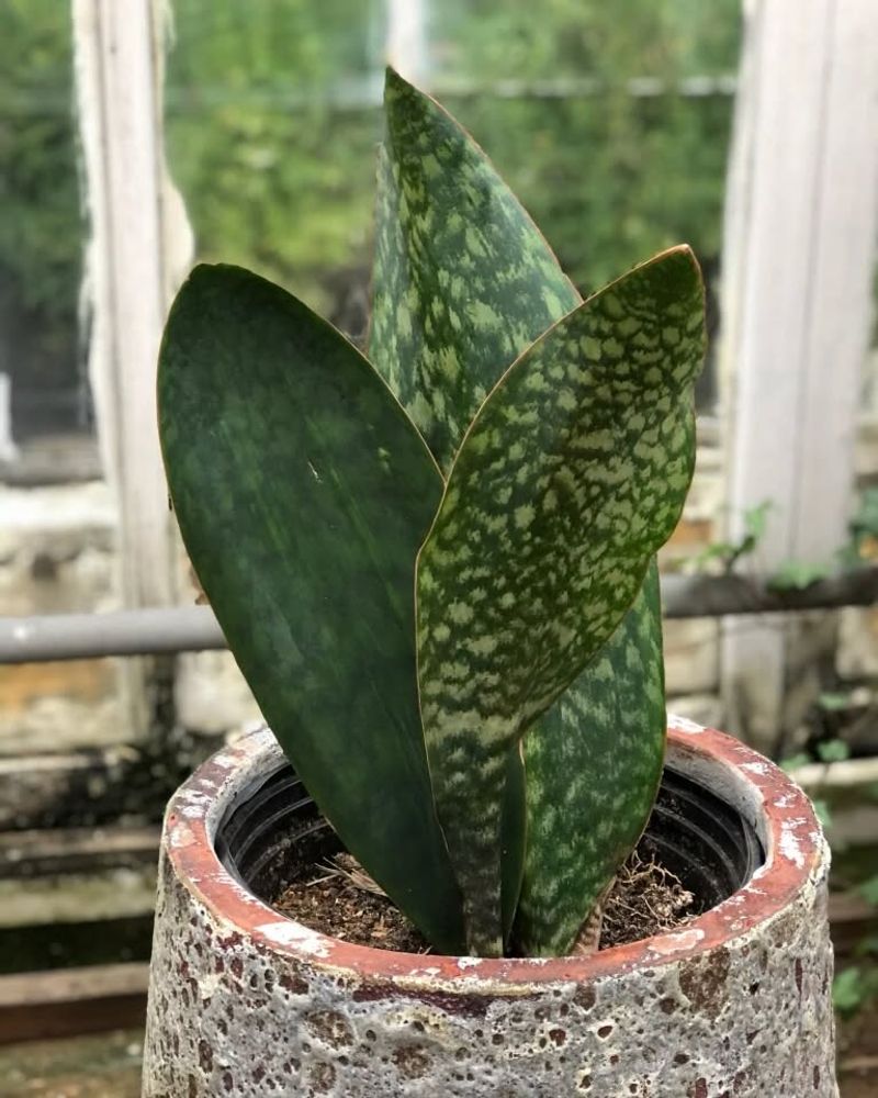 Whale Fin Sansevieria
