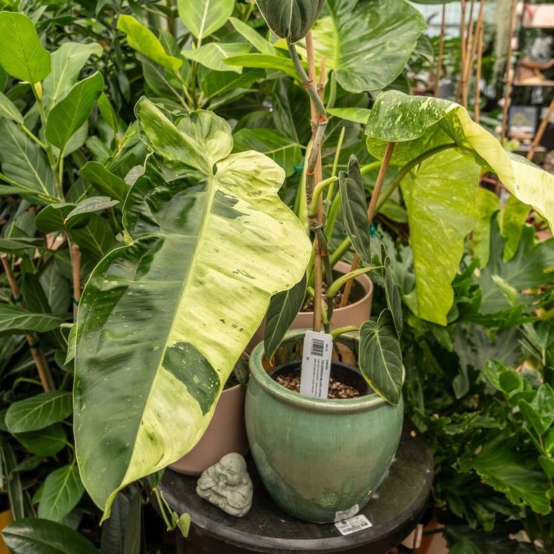Philodendron Jose Buono