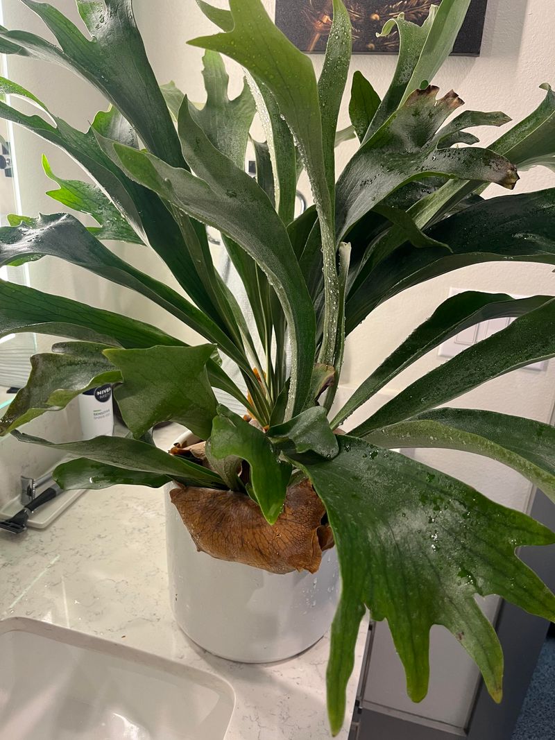 Old-Growth Staghorn Fern
