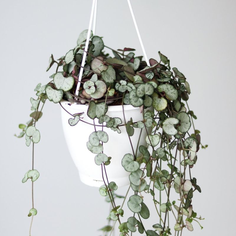 String of Hearts 'Silver Glory': Delicate Vines With Substantial Worth