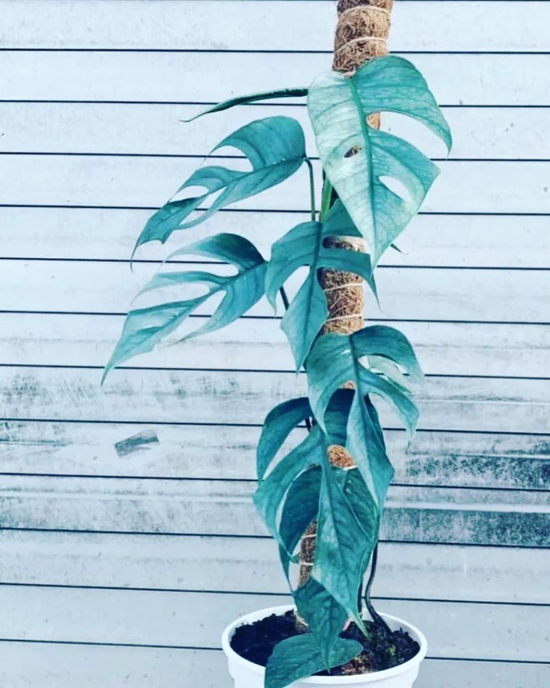 Silver Blue Cebu Blue Pothos