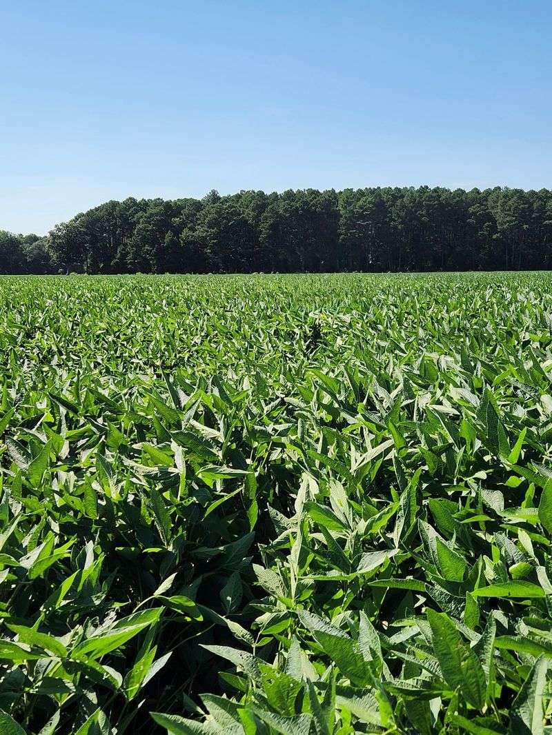 Monoculture Farming Practices