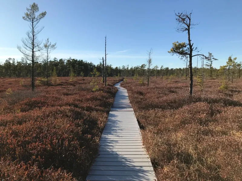 Saco Heath Preserve