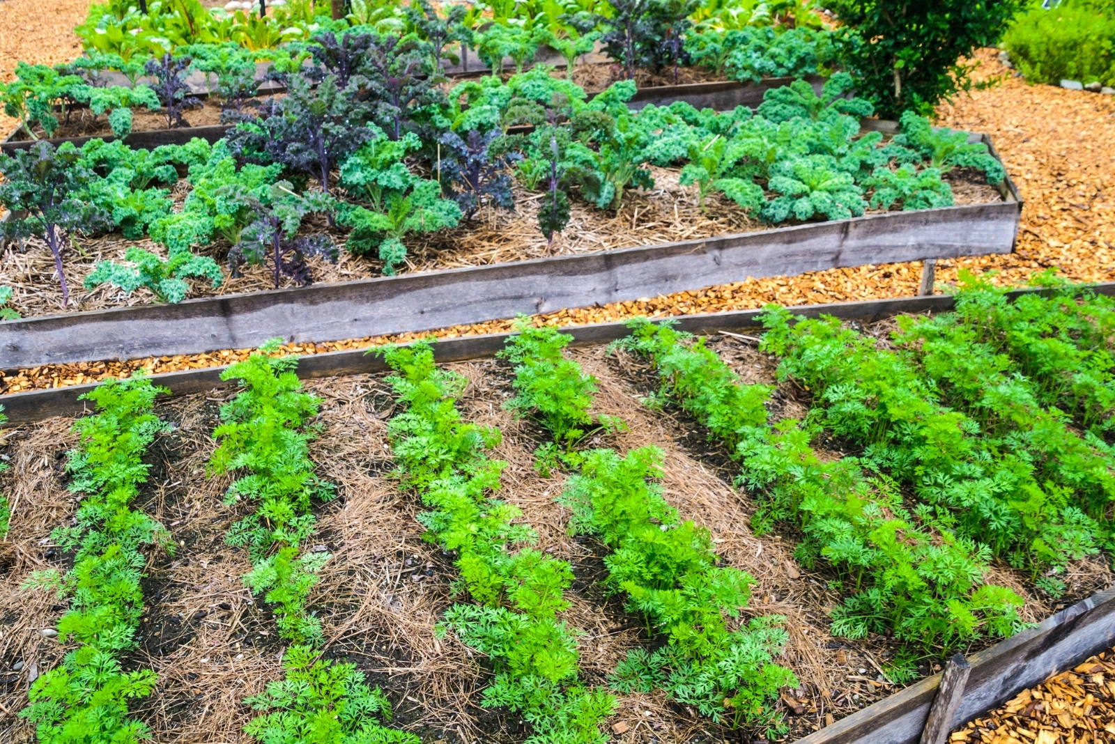 Vegetables That Perform Best In Shady Spots In Washington