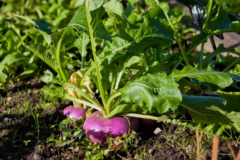 turnip vegetable