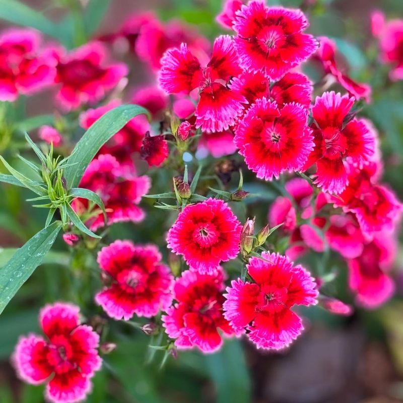 Dianthus