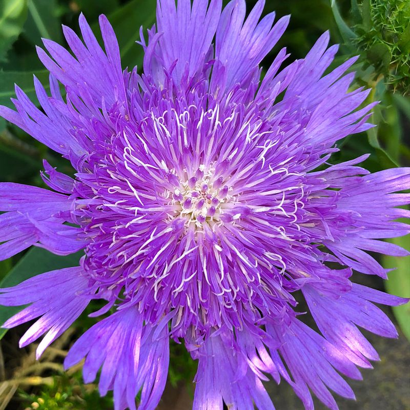Stokesia: Stokes' Aster For Blue Tones