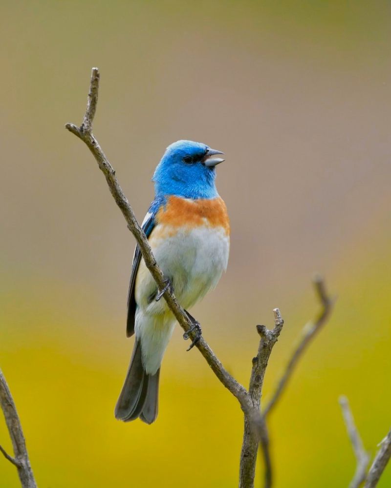 Lazuli Bunting