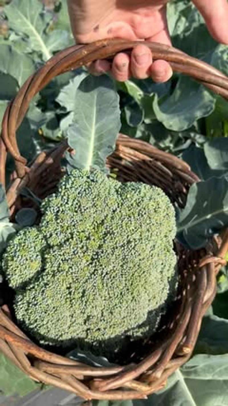 Hearty Broccoli