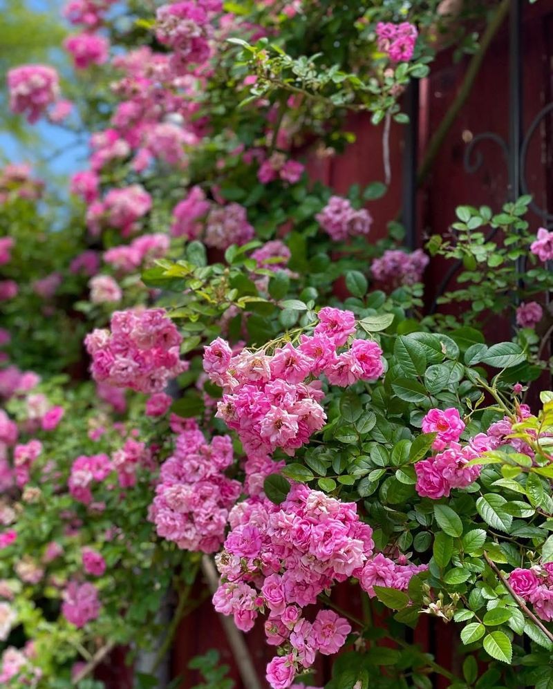 Resilient Roses