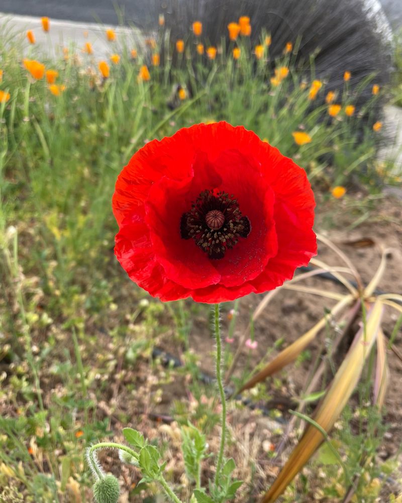Colorful Poppies