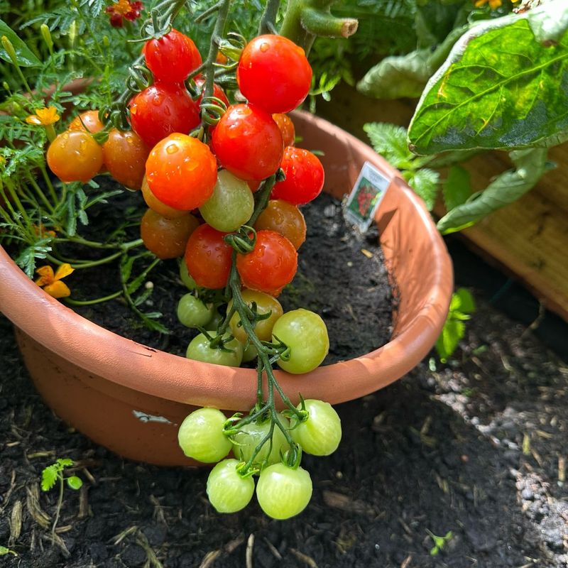 Productive Cherry Tomatoes