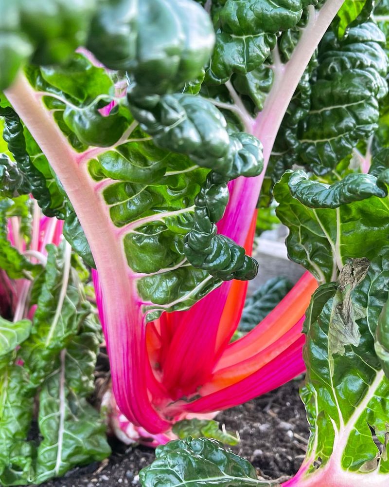 Hearty Swiss Chard