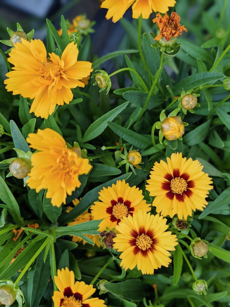 Sunshine Yellow Coreopsis