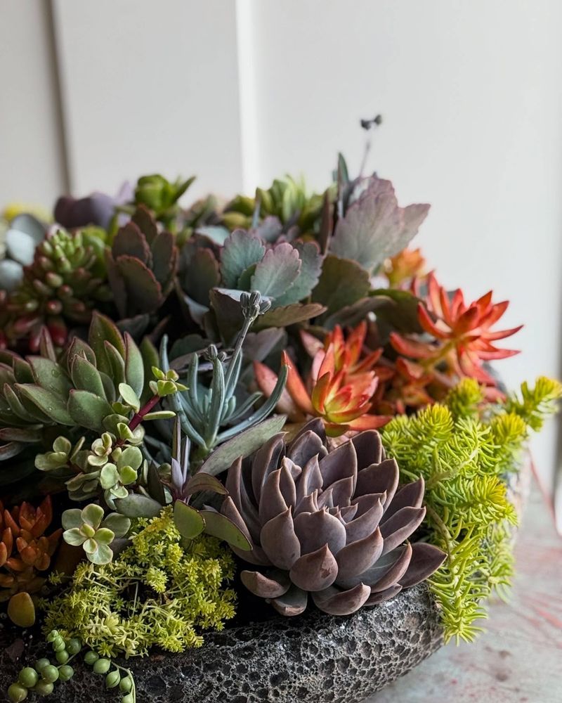 Succulents With Autumn Accents