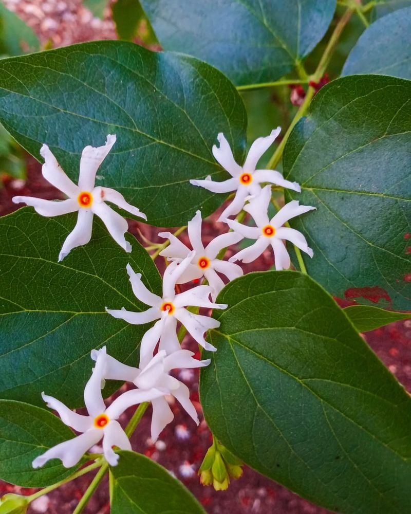 Fragrant Night-Blooming Jasmine