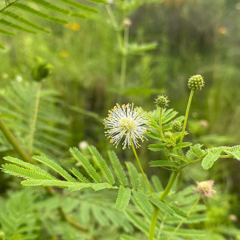 Native Prairie Plant Sections