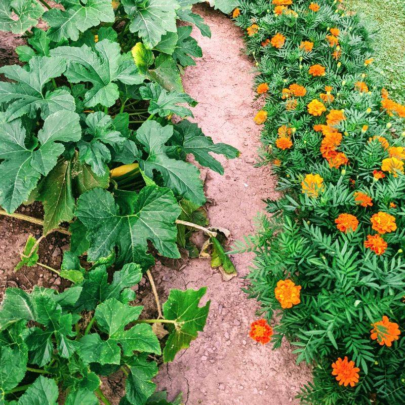 Flower And Vegetable Integration