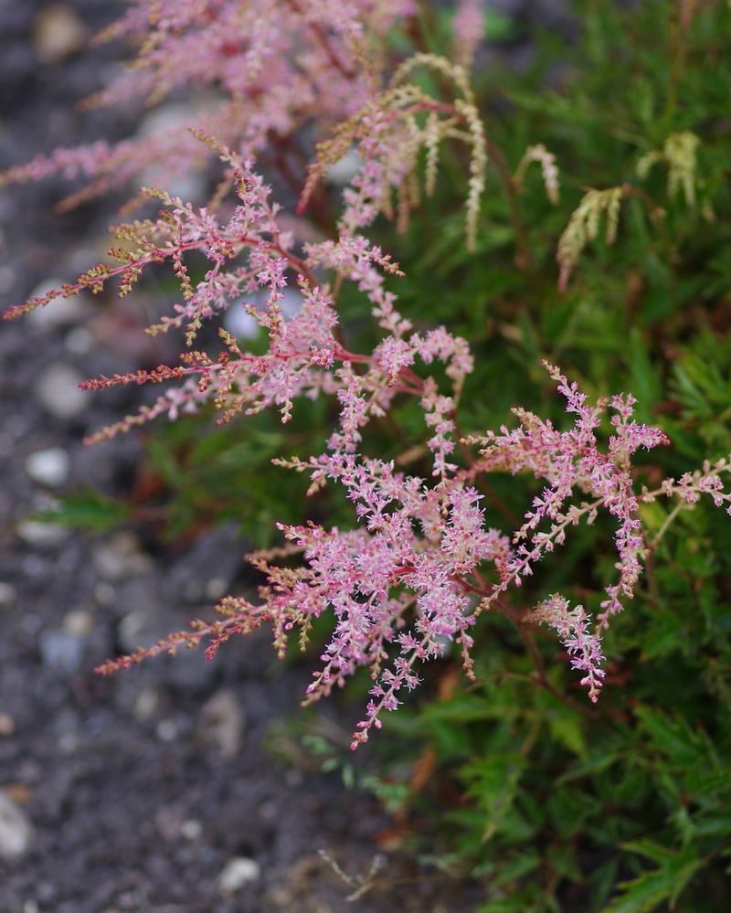 Elegant Astilbe Plumes