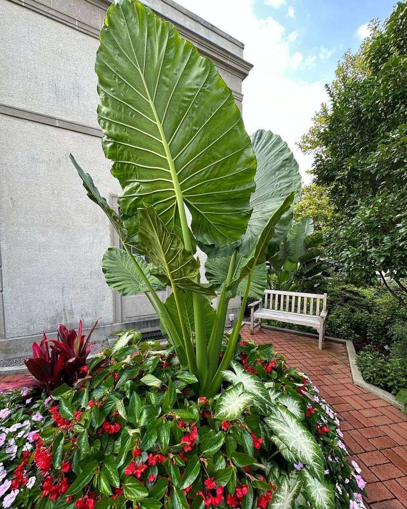 Dramatic Elephant Ears