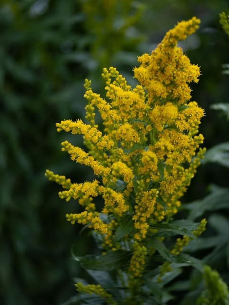 Goldenrod