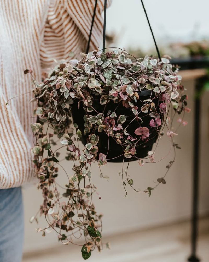 Variegated String Of Hearts
