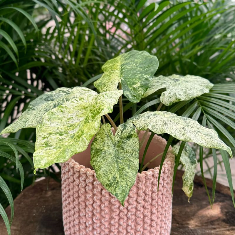 Rare Variegated Alocasia