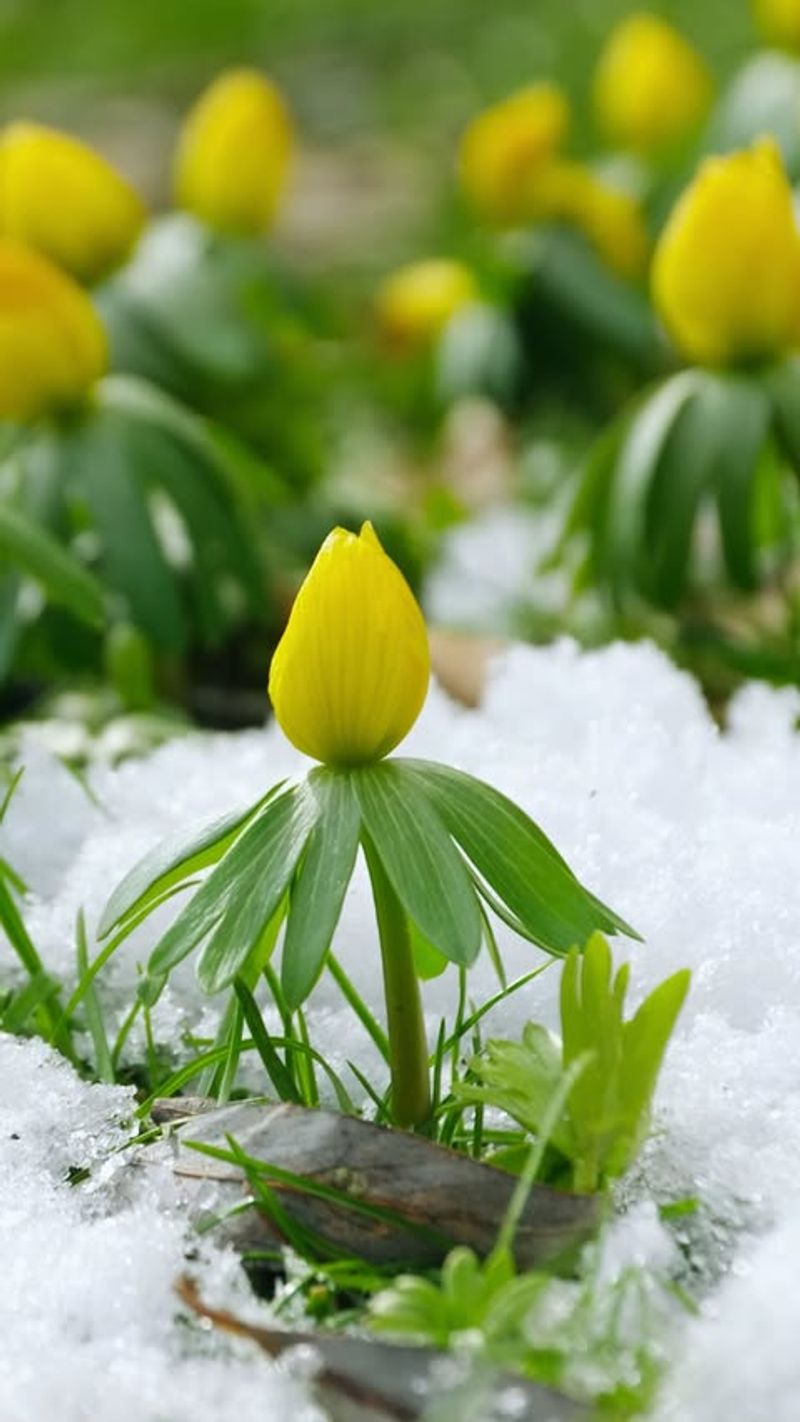 Winter Aconite