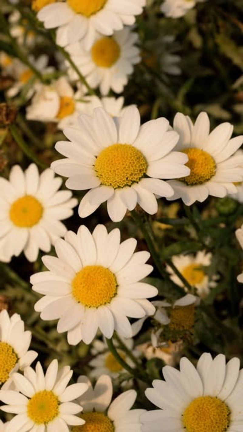 Chamomile: Tiny Daisy Delight