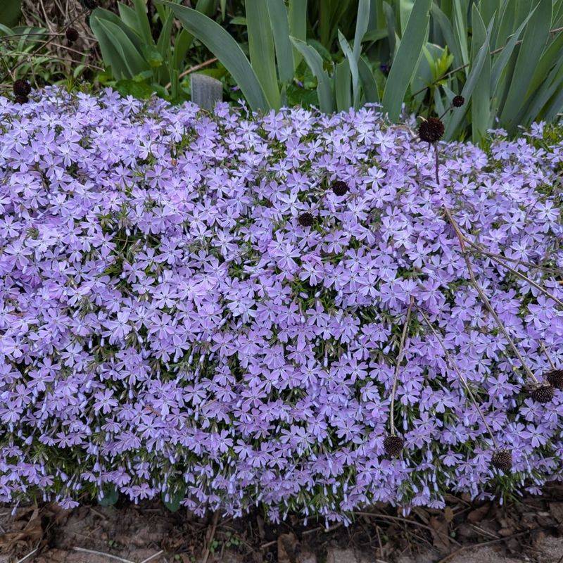Creeping Phlox (Phlox subulata)