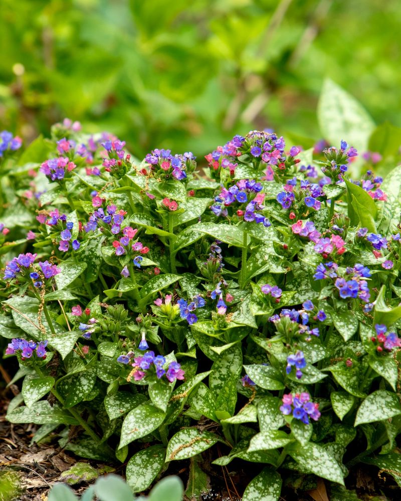 Pulmonaria: Spotted Leaves, Colorful Blooms