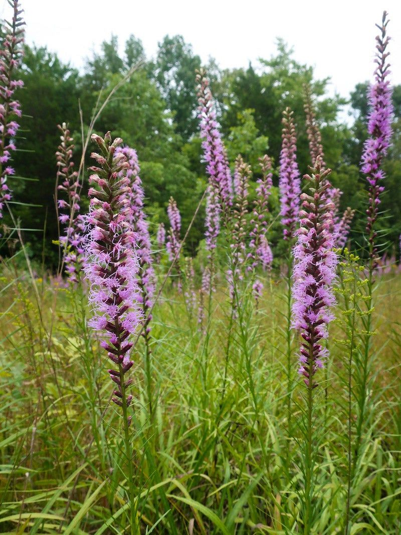 Liatris (Blazing Star)