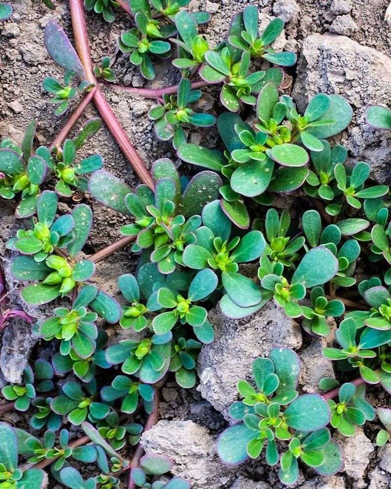Purslane - The Succulent Infiltrator