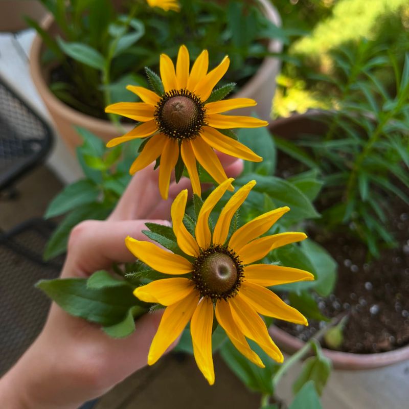 Black-Eyed Susan