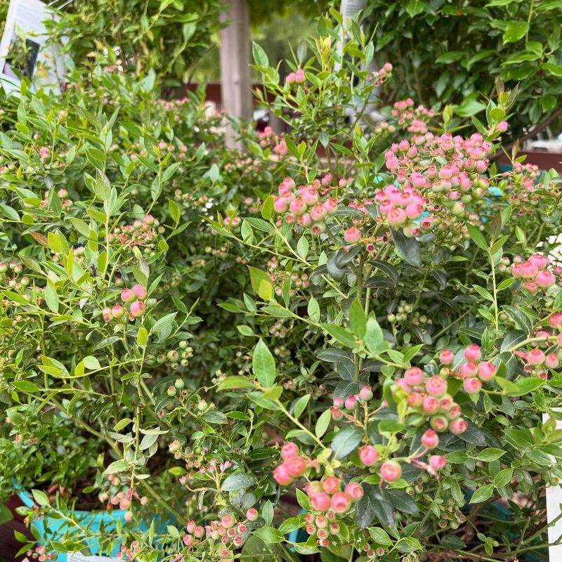 Blueberry Bushes' Crimson Surprise