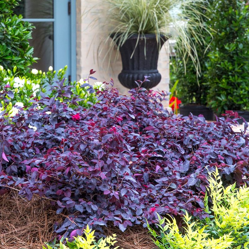 Loropetalum