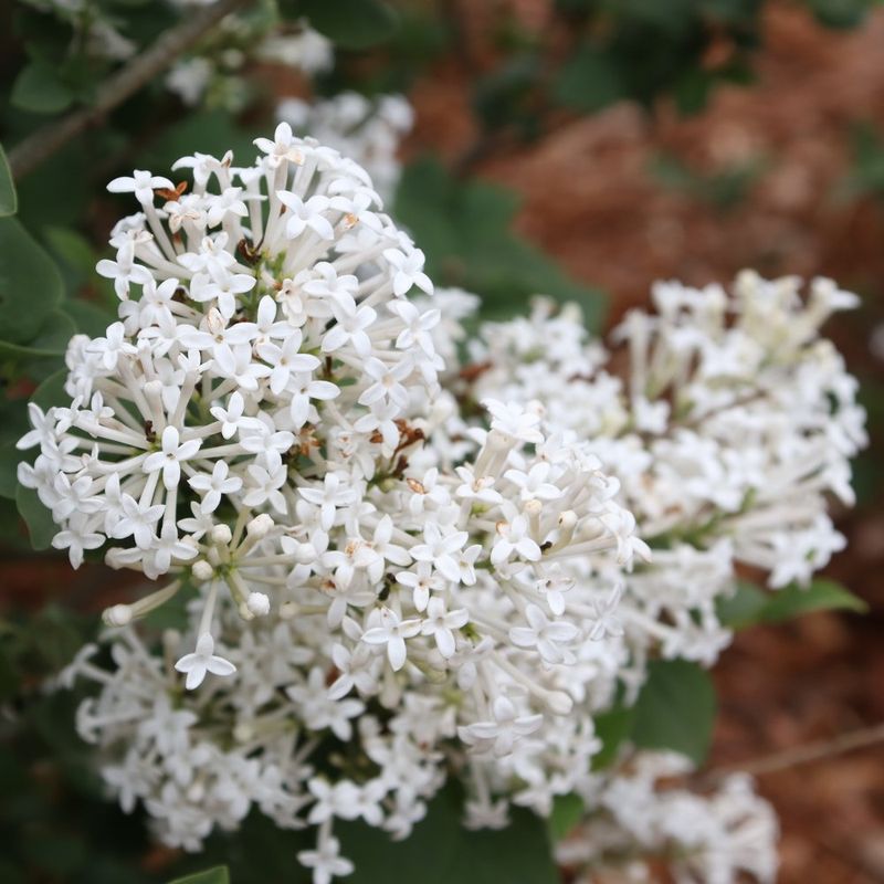 Lilac For Classic Fragrant Hedgerows